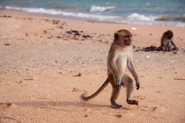 Funny monkey walking on its rear paws along the beach.