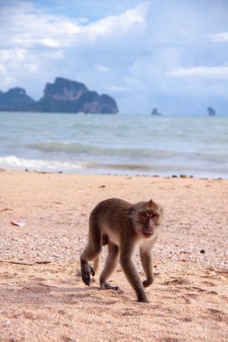 Tropik plaj boyunca yürüyen komik makak maymun.