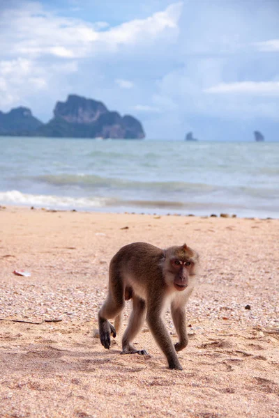 Funny macaque monkey walking along the tropical beach.