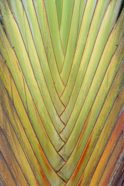 Green palm tree leaves close-up texture, background.