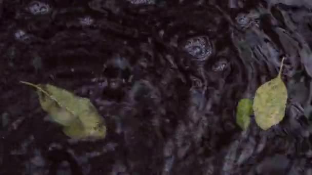 Reflecties in het water, blad en insecten op het donkere wateroppervlak. — Stockvideo