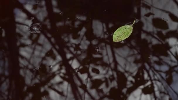 Riflessioni nell'acqua, foglia e insetti sulla superficie dell'acqua scura . — Video Stock