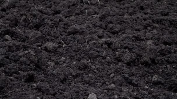 Camera slide over clean dark soil, ground at the beginning of spring footage. — Stock Video