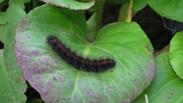 Macro close-up of a Fox Moth caterpillar on a green plant, crawling through the leaves. — Stock Video