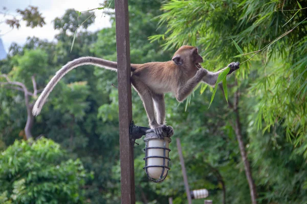 Monkey sitting on a street lamp post eating plants. — Stock Photo, Image