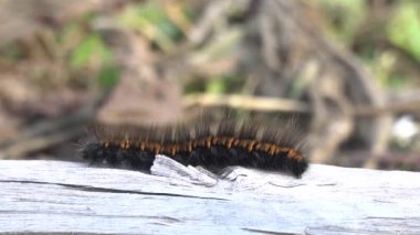 Güneşli bir günde ahşap kütük üzerinde sürünen bir Fox Moth tırtıl Makro yakın çekim.