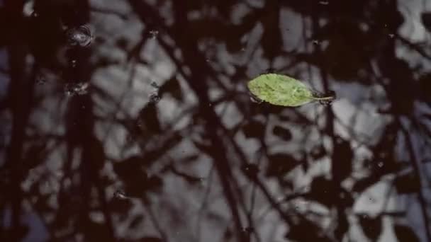 暗い水面上の水、葉、昆虫の反射. — ストック動画