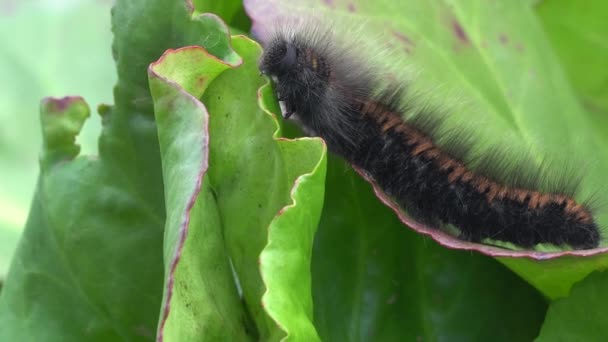 Makro close-up záběr chlupaté Fox Moth housenka na rostlině. — Stock video