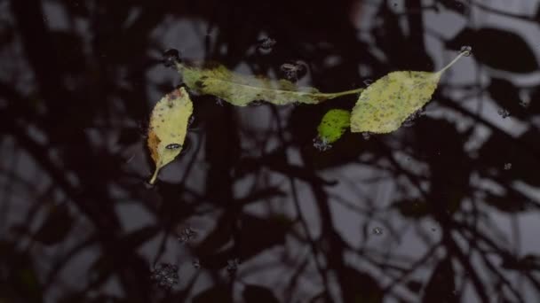 Reflecties in het water, blad en insecten op het donkere wateroppervlak. — Stockvideo