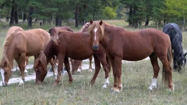 Chevaux broutant les pâturages en plein champ à côté des bois par une journée ensoleillée .