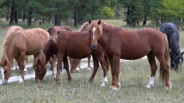 Caballos pastando pastos en campo abierto junto al bosque en un día soleado . — Vídeos de Stock