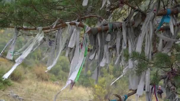 Rituele linten op heilige boom in het Altai gebergte. Shamanisme. — Stockvideo