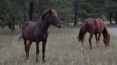 Atlar güneşli bir günde ormanın yanındaki açık arazide otlarken.