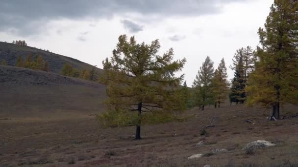 Őszi fák ingadoznak a nyílt mezőn az Altai-hegység közelében. — Stock videók