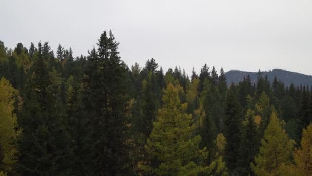 Árboles de otoño balanceándose en el campo abierto cerca de las montañas Altai . — Vídeo de stock