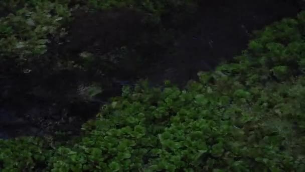 Herbe aquatique et algues vertes sous l'eau dans un cours d'eau clair. Altaï, Sibérie . — Video