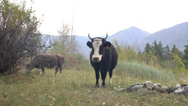 산악 기슭의 알타이 초원에서 풀을 뜯고 있는 소들. 아름다운 날. — 비디오