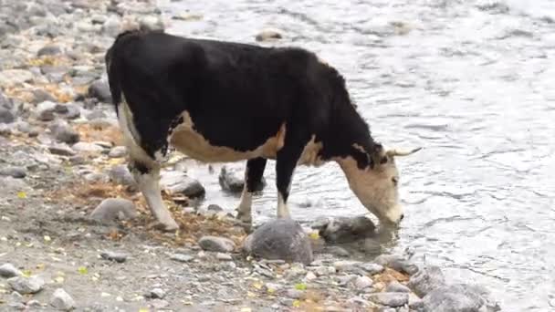Δύο αγελάδες στην βραχώδη ακτή που πίνουν από ένα ποτάμι του βουνού. — Αρχείο Βίντεο
