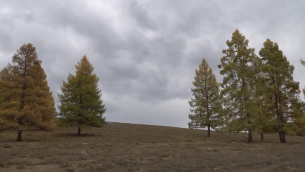 Árboles de otoño balanceándose en el campo abierto cerca de las montañas Altai . — Vídeos de Stock