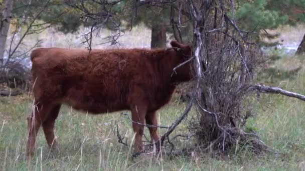Rot-weiße Kuh weidet an einem Sommertag im Kiefernwald. — Stockvideo