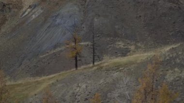 Sibirya sonbahar manzarasında iki yaşlı ağaç. Altai Dağları Vadisi yakınlaştırma görüntüsü.