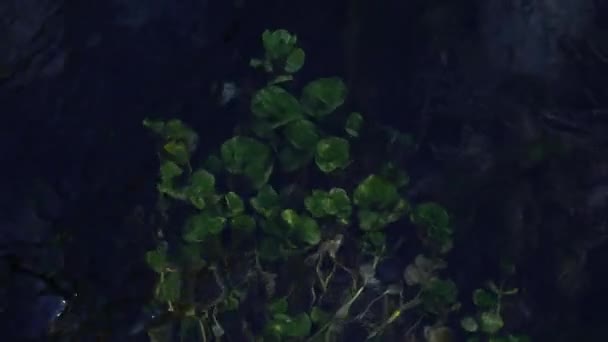 Water gras en groene algen onder water in heldere beek. Altai, Siberië. — Stockvideo