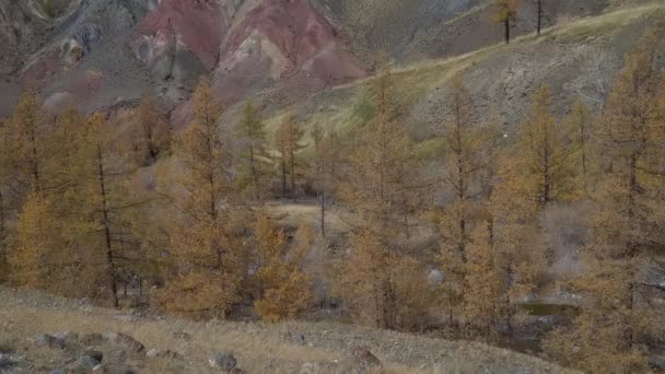 Altai montagne valle scivolo colpo. Paesaggio Altai con alberi autunnali . — Video Stock