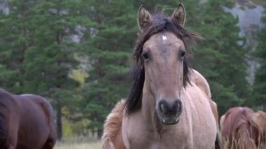 Atlar güneşli bir günde ormanın yanındaki açık arazide otlarken.