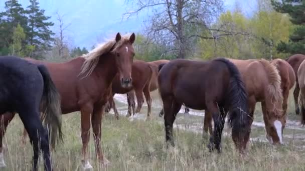 Enquanto cavalos pastando pastagens em campo aberto ao lado de bosques em um dia ensolarado . — Vídeo de Stock