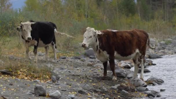Две коровы на скальном берегу прогуливаются вдоль горной реки в летний день . — стоковое видео