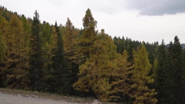 Árvores de outono balançando no campo aberto perto das montanhas Altai . — Vídeo de Stock