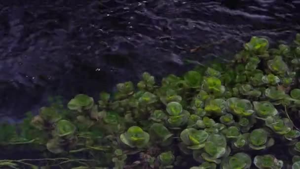 Herbe aquatique et algues vertes à la surface de la rivière. Altaï, Sibérie . — Video