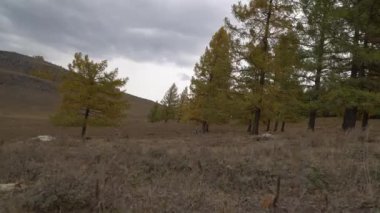 Altai dağlarının yakınındaki açık arazide sonbahar ağaçları sallanıyor..