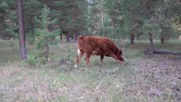 Рыжая и белая корова пасется в сосновом лесу в летний день . — стоковое видео