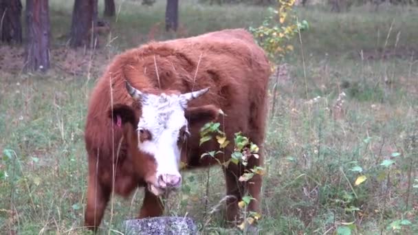 Красная и белая корова пасется в сосновом лесу в мрачный летний день . — стоковое видео