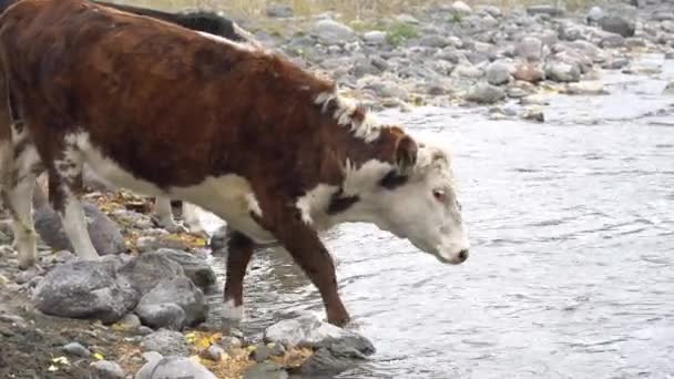 Deux vaches sur le rivage rocheux buvant dans une rivière de montagne . — Video