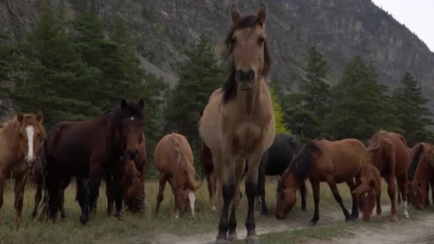 Whild άλογα βοσκότοποι σε ανοιχτό πεδίο δίπλα στο δάσος σε μια ηλιόλουστη μέρα. — Αρχείο Βίντεο