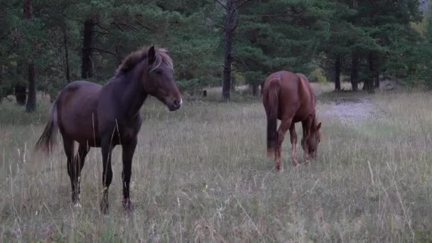 Whild άλογα βοσκότοποι σε ανοιχτό πεδίο δίπλα στο δάσος σε μια ηλιόλουστη μέρα. — Αρχείο Βίντεο