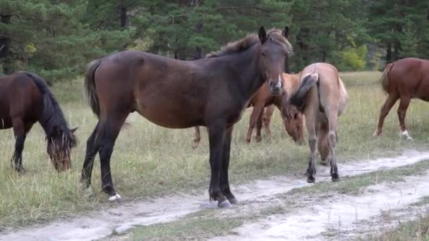 Bygga hästar bete betesmarker på öppna fält intill skogen på en solig dag. — Stockvideo