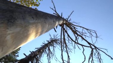 Kuru dalları olan yaşlı bir çam ağacı yakın çekimde dönüyor, kamera hareket halinde..