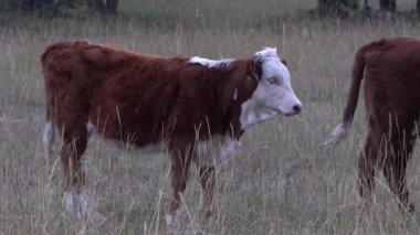 Ormanın yakınındaki bir çayırda duran kahverengi ve beyaz inek..