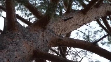 Kalın dalları olan kahverengi çam ağacı yakın çekimde dönüyor, kamera hareketi.