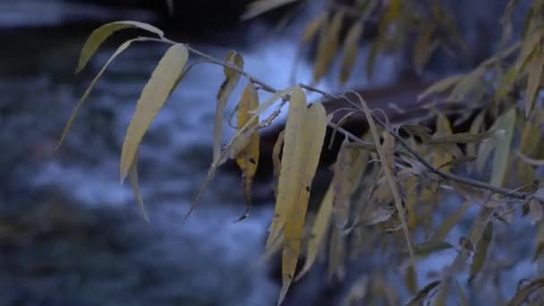 Yellow Weeping Willow leaves close-up on running water stream background. — Stock Video