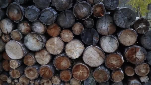 Holzhaufen, bereit für den Winter. Stapel gehäckseltes Brennholz liegt unter den Bäumen. — Stockvideo