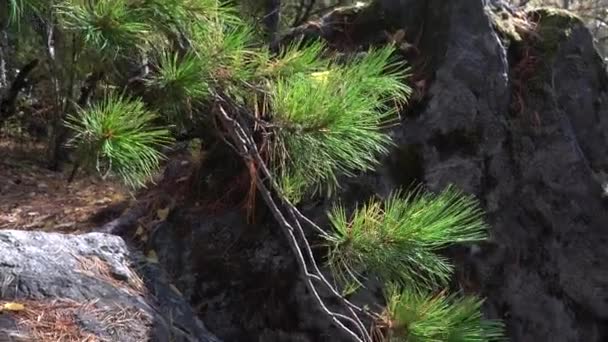 Detailní záběr borovicové větve v podzimním lese. — Stock video