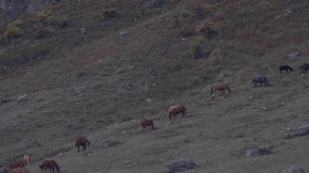 灰色の丘の中腹に馬の放牧の群れ. — ストック動画