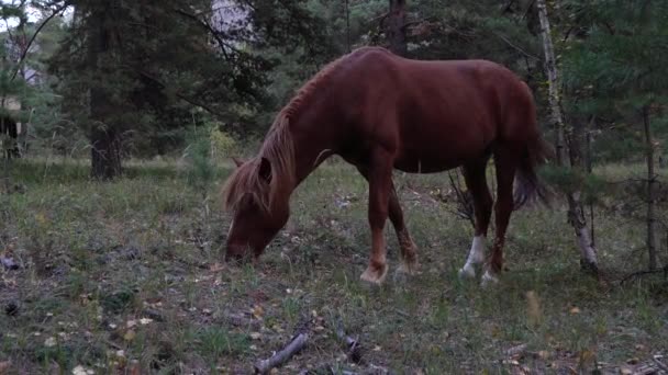 Bay horse legeltetés őszi erdőben egy komor napon. — Stock videók