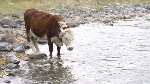 Dos vacas en la orilla de la roca caminando a lo largo del río de montaña . — Vídeo de stock