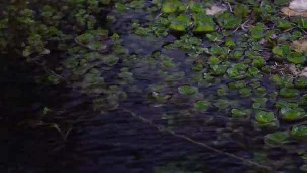Водяна трава і зелені водорості на поверхні річки. Алтай (Сибір). — стокове відео