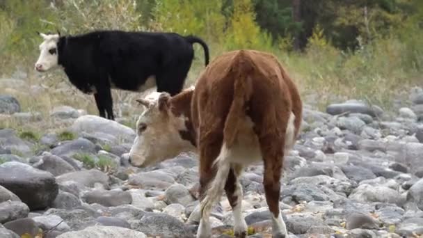 Δύο αγελάδες στην βραχώδη ακτή περπατώντας κατά μήκος του ορεινού ποταμού. — Αρχείο Βίντεο